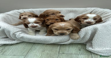 Cocker Spaniel dogs - Advert 9