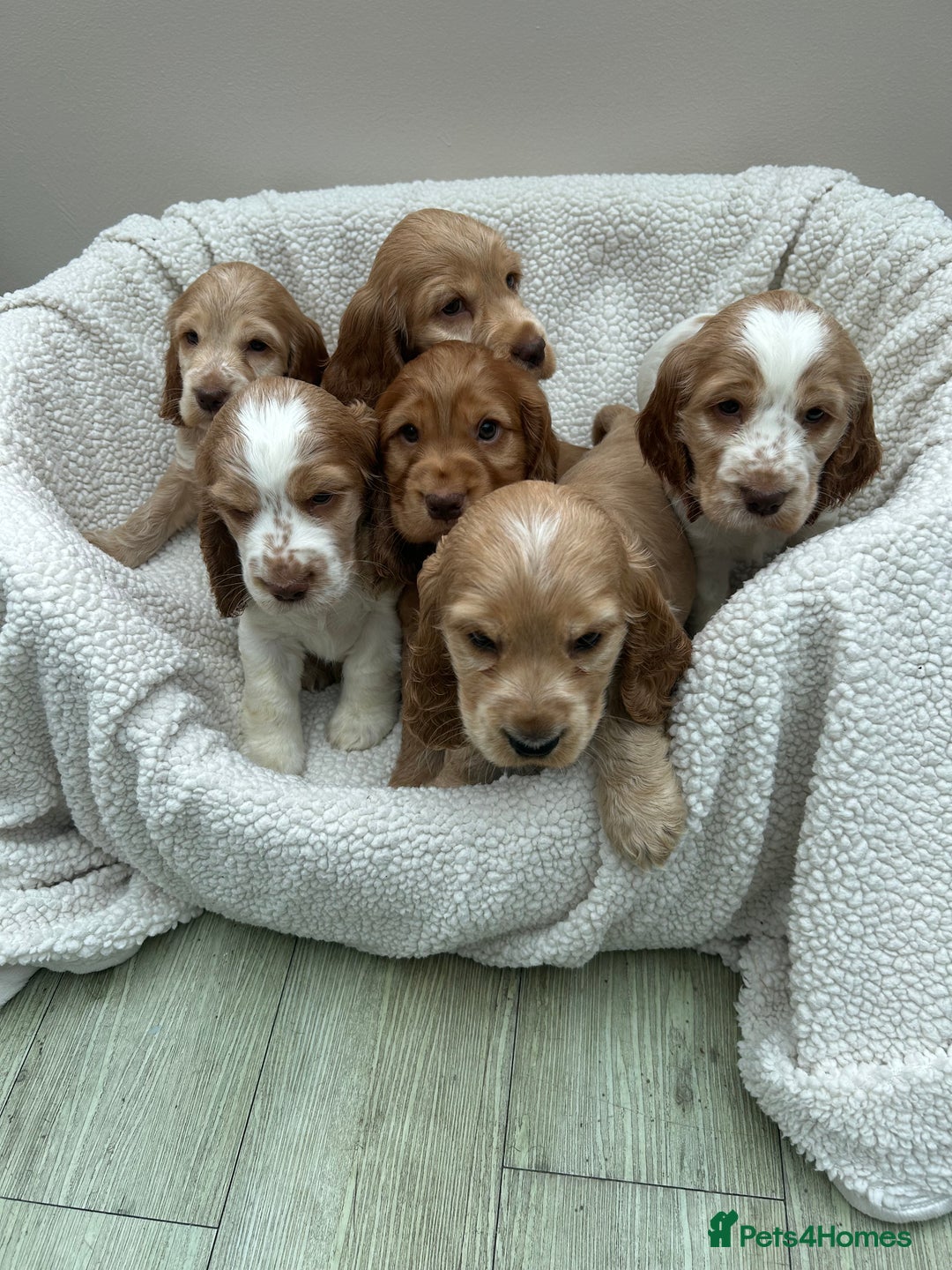 Cocker Spaniel dogs for sale: READY NOW KC Reg.Show Cocker Spaniels  - Image 2