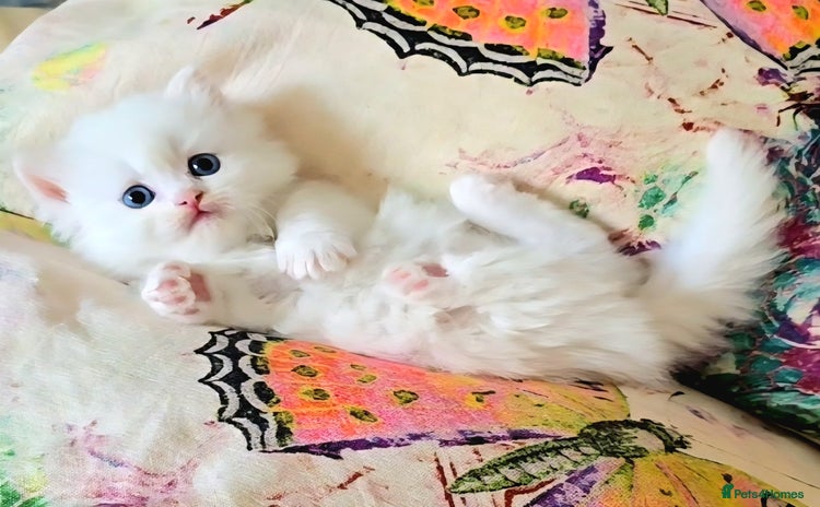 Munchkin cats - Advert 5