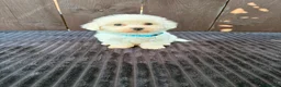 Miniature Poodle dogs for sale: Miniature poodles 2 boys 2 girls  - Advert 22