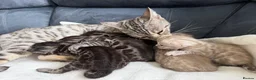 Bengal cats for sale: Bengal Kittens For Sale (6 Left) - Advert 18