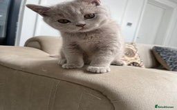 British Shorthair cats for sale: Chunky BSH Lilac Boy Ready Now!  - Image 1