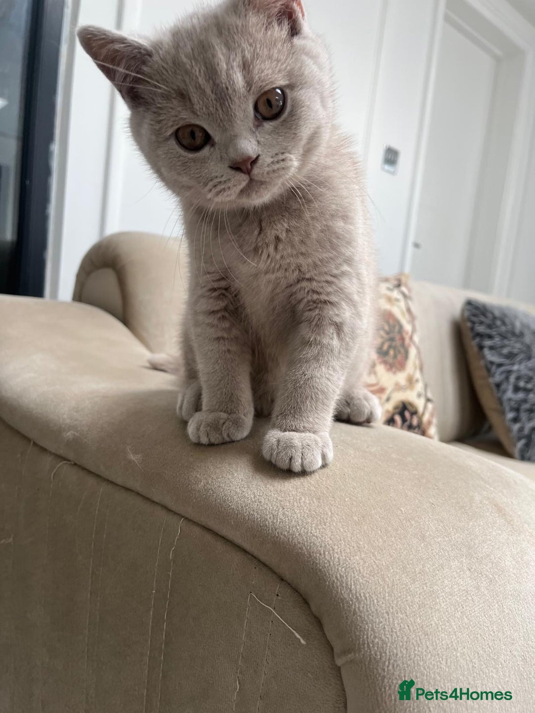 British Shorthair cats for sale: Chunky BSH Lilac Boy Ready Now!  - Image 1