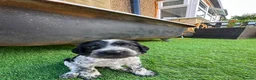 Cocker Spaniel dogs for sale: 🐾 Beautiful Cocker Spaniel Puppies 🐾 - Advert 6