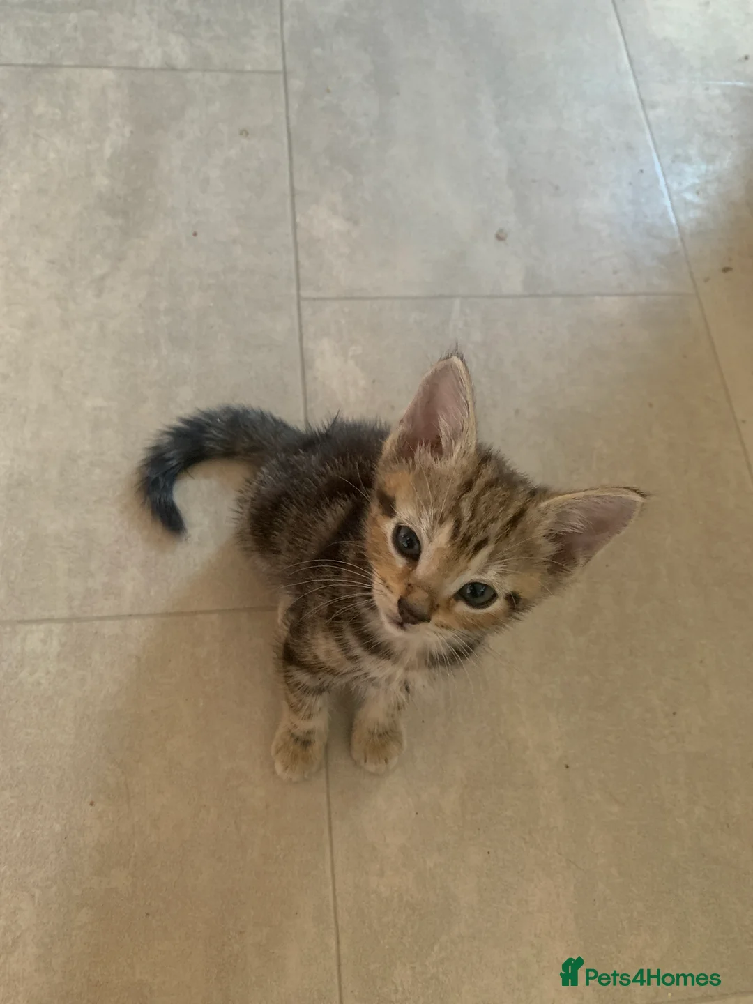 Mixed Breed cats for sale: Bengal mixed breed kittens  - Advert 7