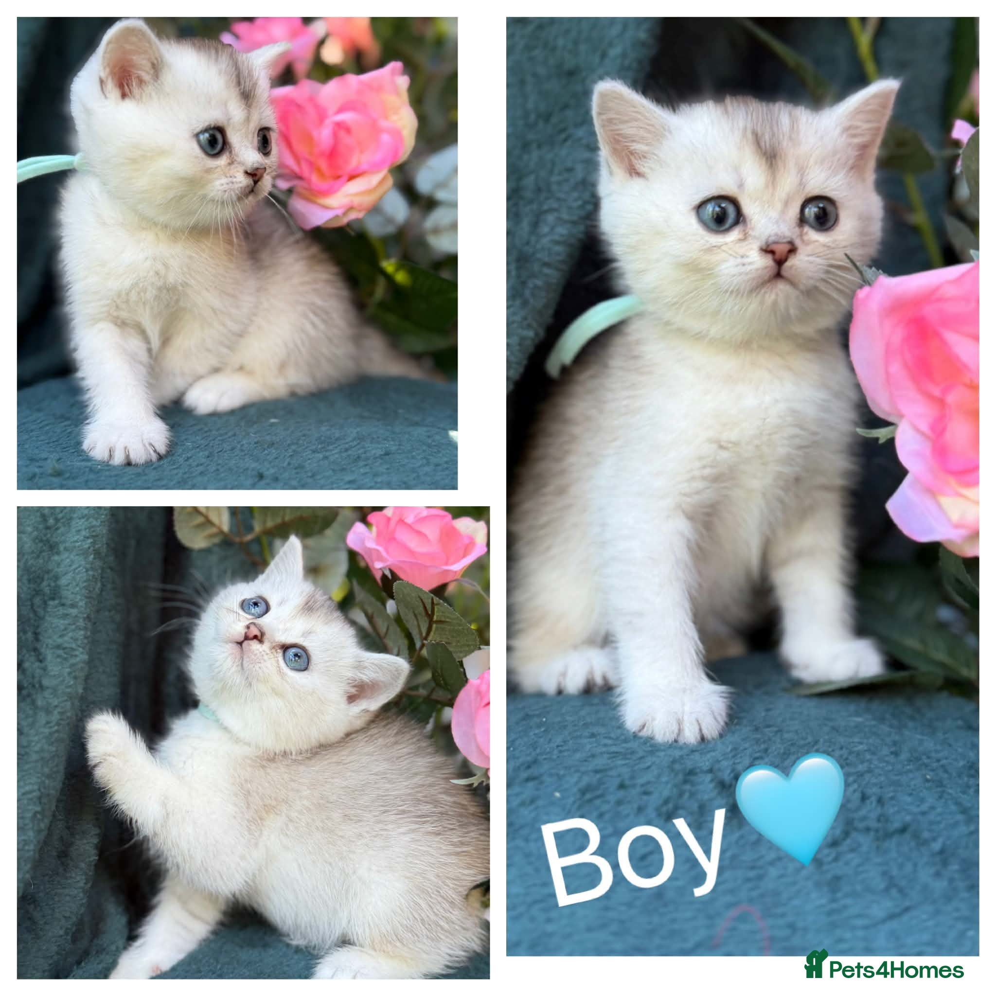 British Longhair cats TICA BRITISH SHORTHAIR & LONGHAIR KITTENS  - Advert 15