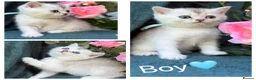 British Longhair cats for sale: TICA BRITISH SHORTHAIR & LONGHAIR KITTENS  - Advert 5