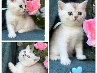 British Longhair cats TICA BRITISH SHORTHAIR & LONGHAIR KITTENS - Advert 15