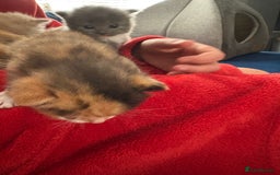 Mixed Breed cats for sale: Tortoiseshell kitten - Image 3