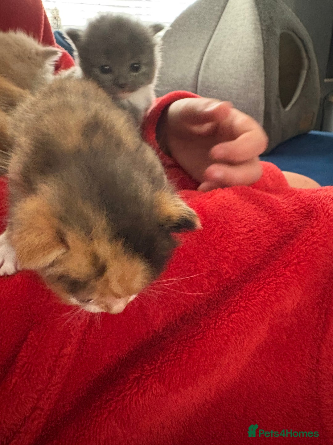Mixed Breed cats for sale: Tortoiseshell kitten - Image 3