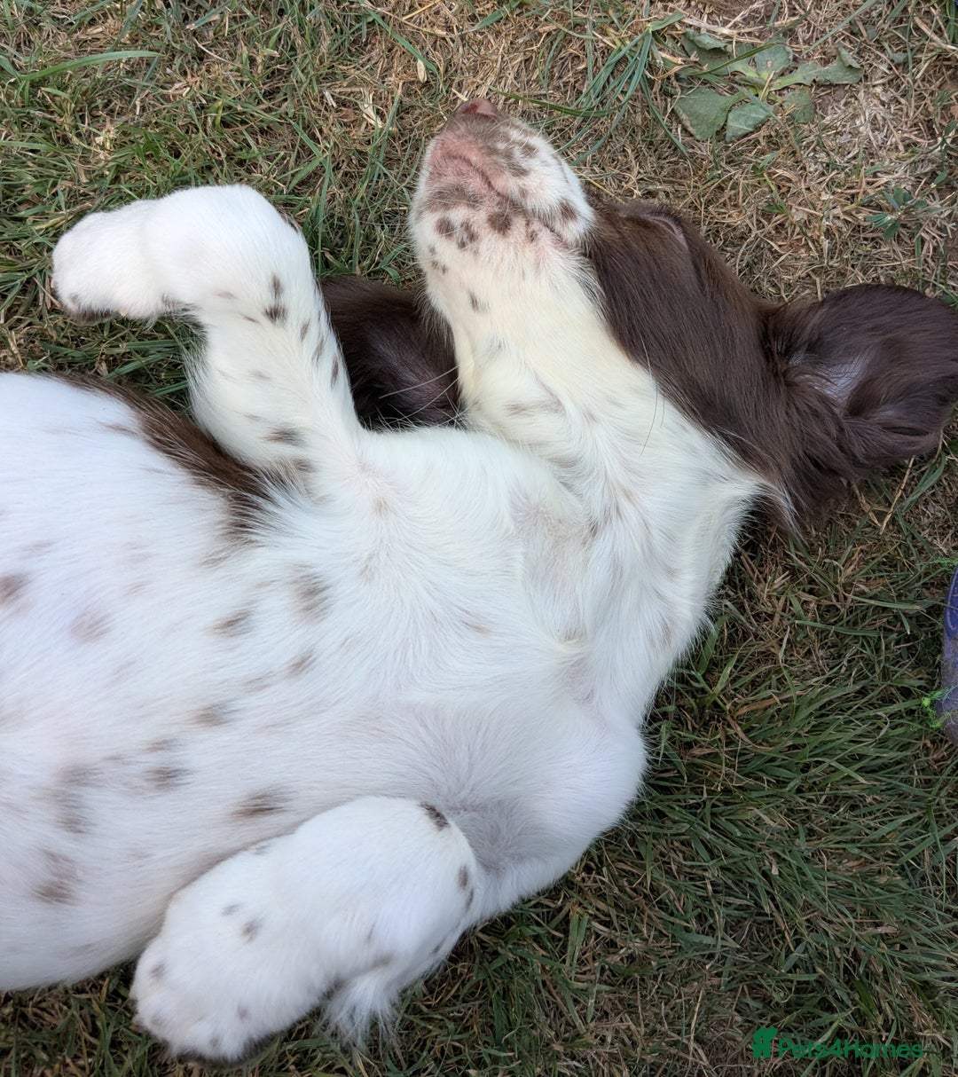 English Springer Spaniel dogs for sale: 2025 FTCH ROSEBAY BLUE,WELL MARKED LITTER ESS PUPS - Image 2