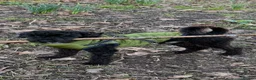 Poodle dogs for stud: Kenzuo Midnight - Ozzy in Southampton - Advert 14