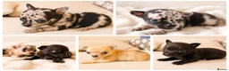 Chihuahua dogs for sale: Chihuahuas *Stunning Litter* Rare and Tiny - Advert 1
