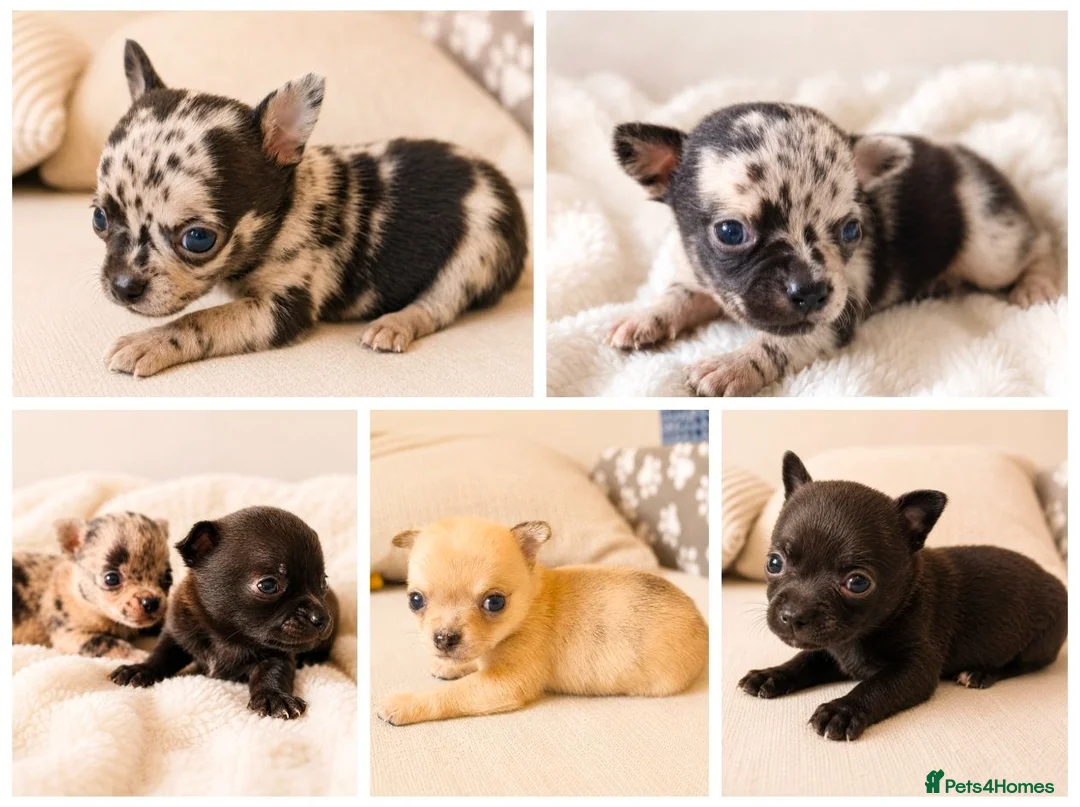 Chihuahua dogs for sale: Chihuahuas *Stunning Litter* Rare and Tiny - Advert 1