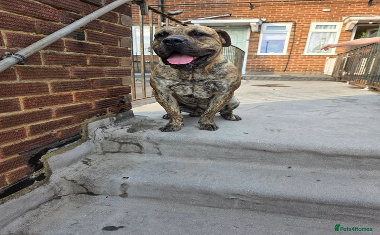 Presa Canario dogs - Advert 1