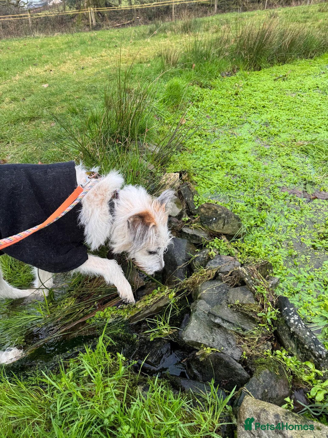 Mixed Breed dogs for adoption: KALLIE-16months, loves dogs/playful/active/rural - Advert 28