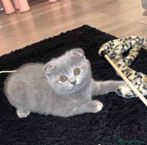 Scottish Fold cats - Advert 11