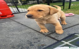 Labrador Retriever dogs for sale: Fox Red Boy  - Image 2