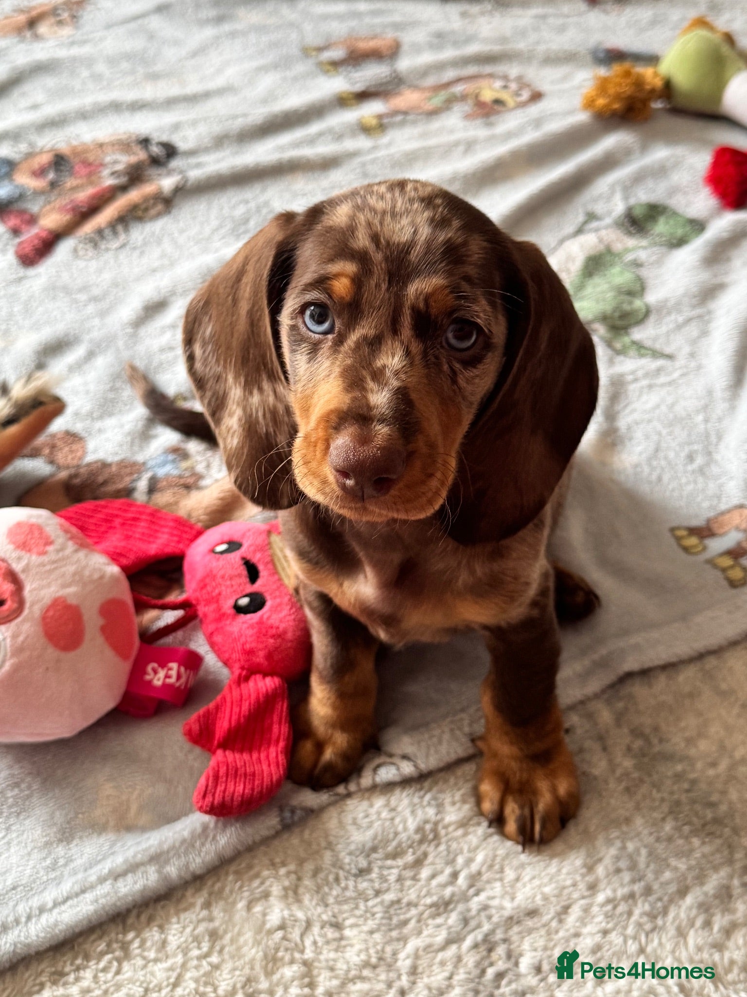 Miniature Dachshund dogs Beautiful Chocolate Dapple Boy  - Advert 5
