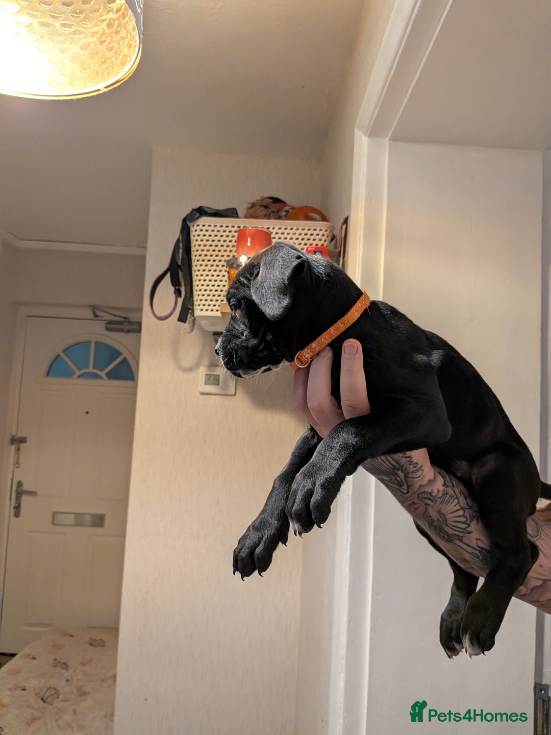 Cane Corso dogs for sale: Purebred champion bloodline cane corso - Image 17