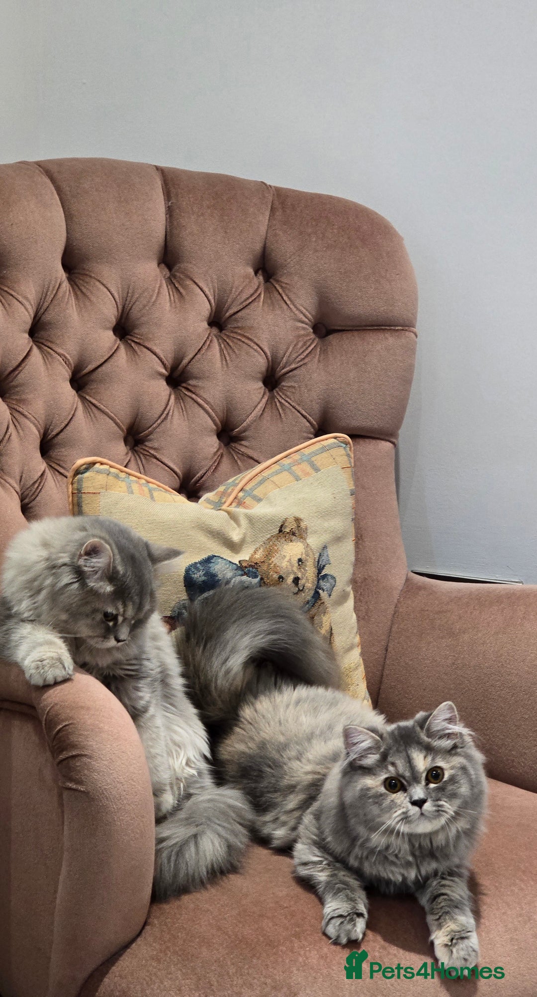 Persian cats for sale: Persian Dollface Kittens  - Image 18