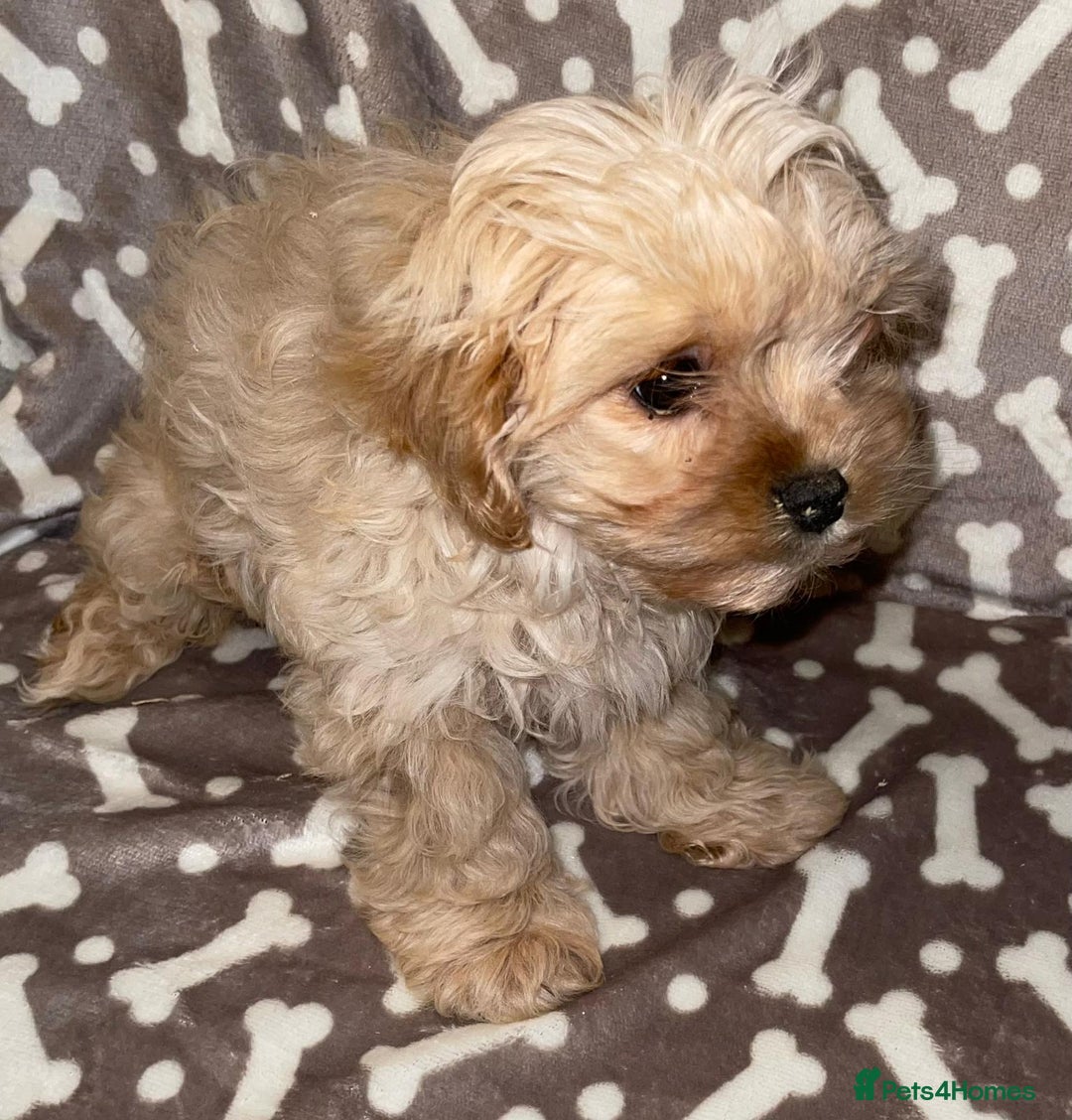 Cavapoo dogs for sale: Cavapoo puppies  - Advert 6