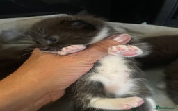 Domestic Shorthair cats for sale: Beautiful kittens  - Image 7