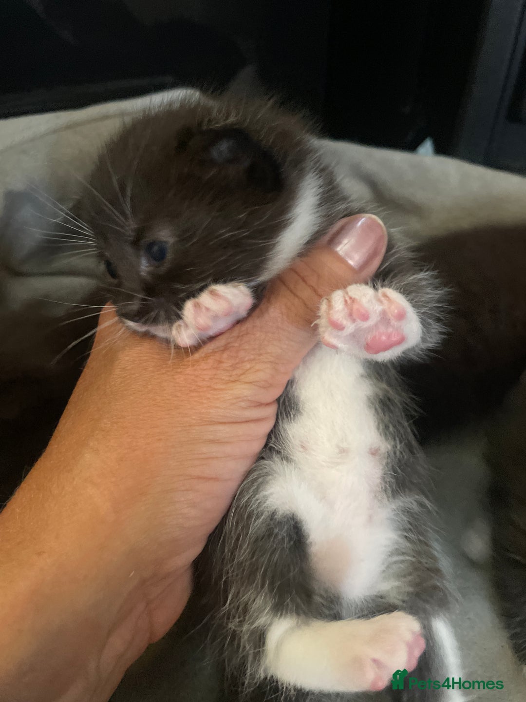 Domestic Shorthair cats for sale: Beautiful kittens  - Image 7