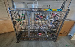 Cockatoo birds for sale: Baby galah and full setup  - Advert 2
