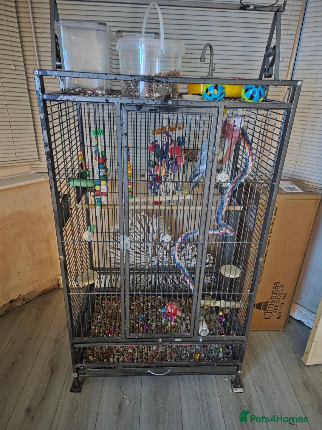 Cockatoo birds for sale: Baby galah and full setup  - Advert 2