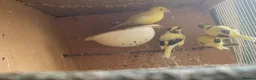 Canaries birds for sale: 4 Fife Canaries  - Advert 5