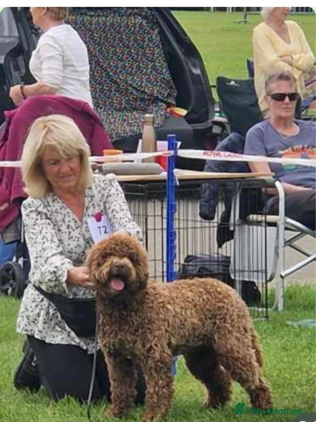Lagotto Romagnolo dogs for stud: AT STUD FULLY HEALTH CHECKED KC REG  - Advert 2