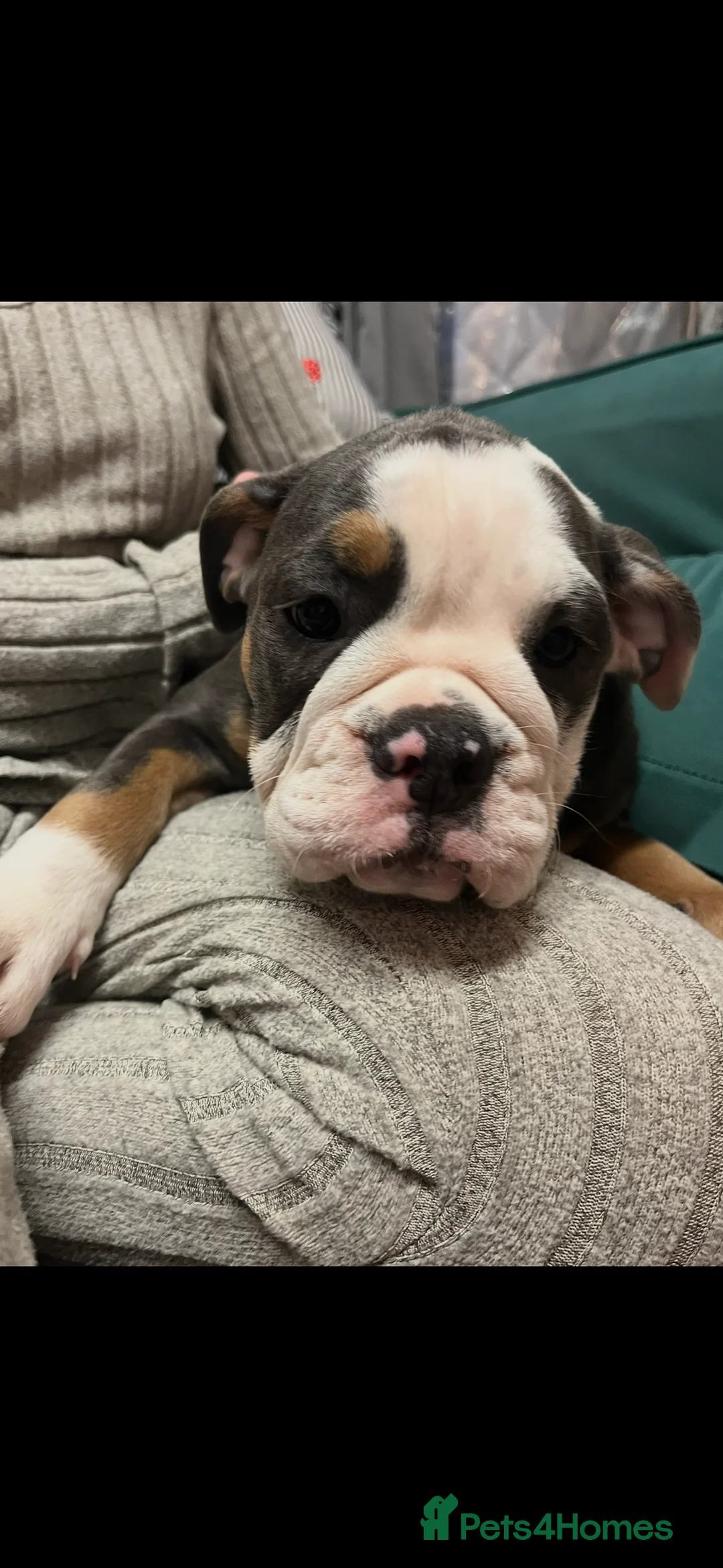 Olde English Bulldogge dogs for sale: 5th generation Olde English bulldogge - 8 months - Advert 2