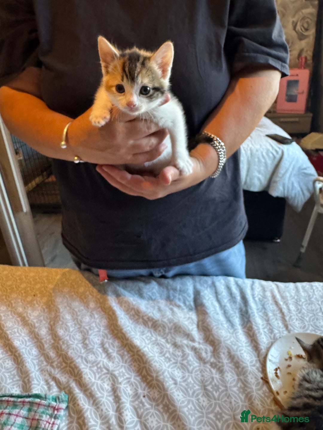 British Shorthair cats for sale: Kittens for sale  - Image 13