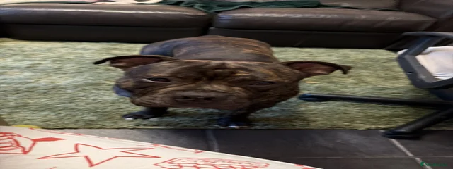 Simba