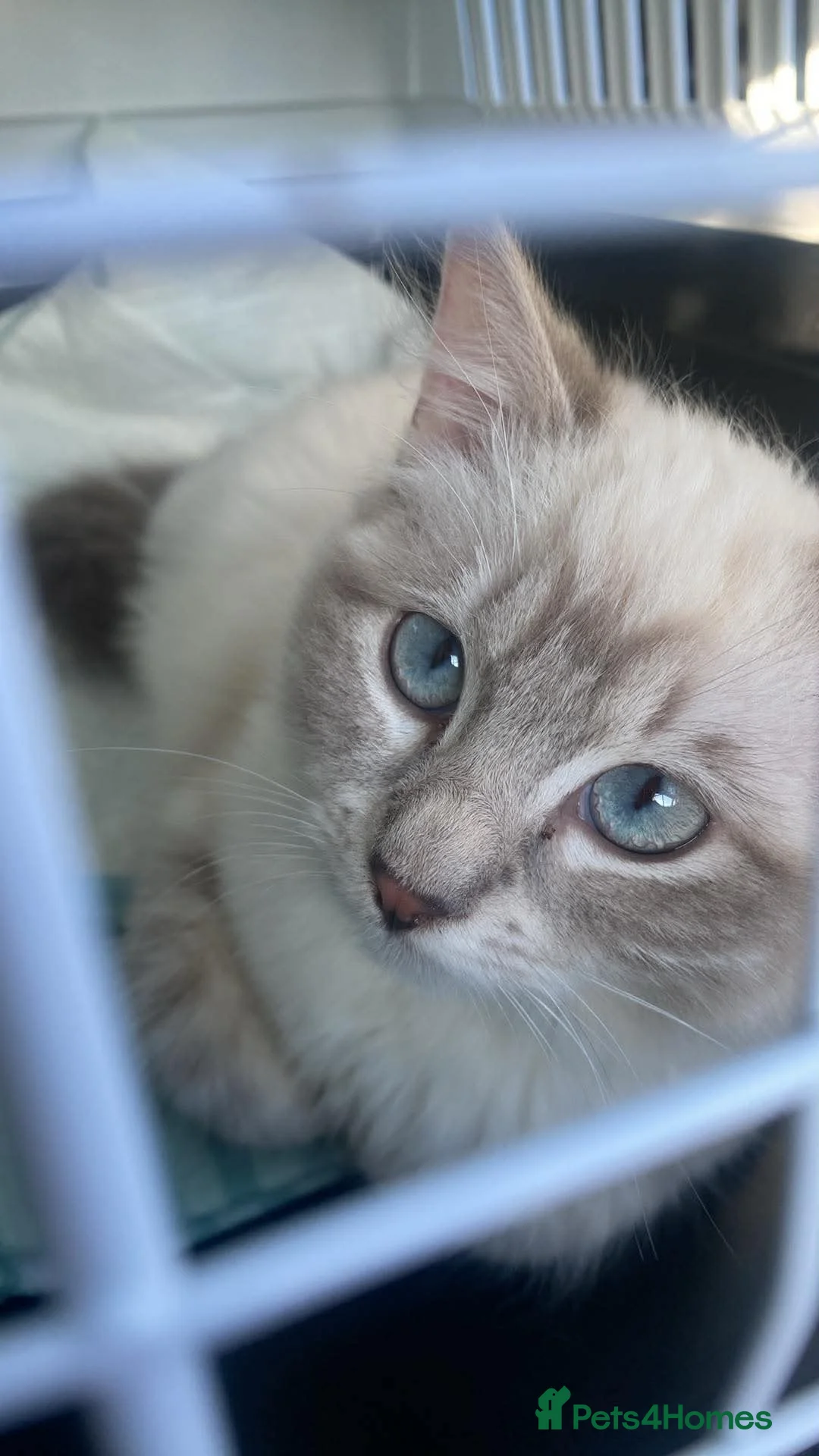 Ragdoll cats for sale: Cat / Kittens Ragdoll in Leeds - Advert 1