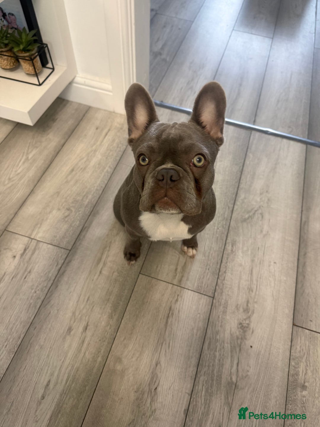 French Bulldog dogs for sale: French bulldog - Image 5