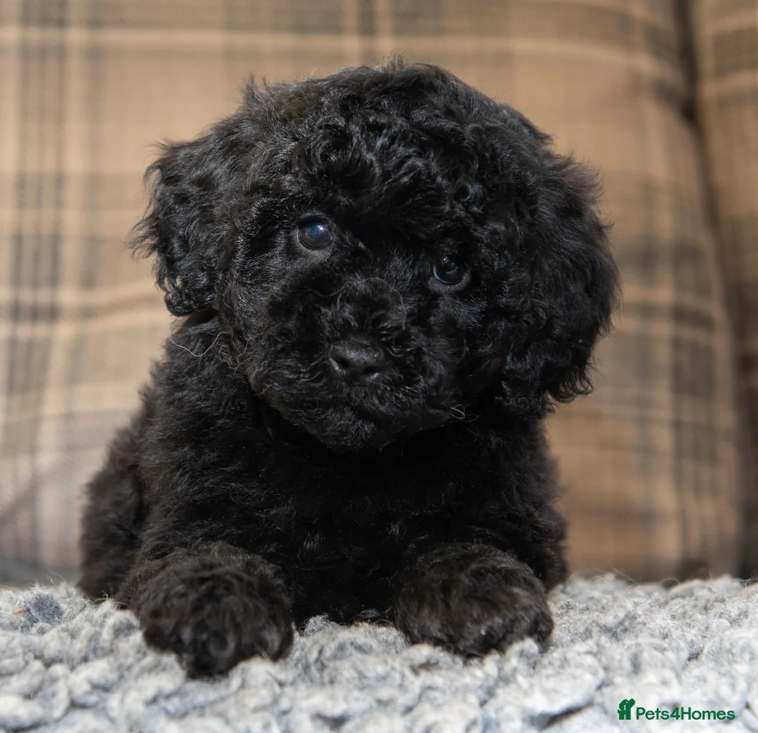 Cavapoo dogs for sale: F1B Cavapoo - 2 puppies left  - Advert 6