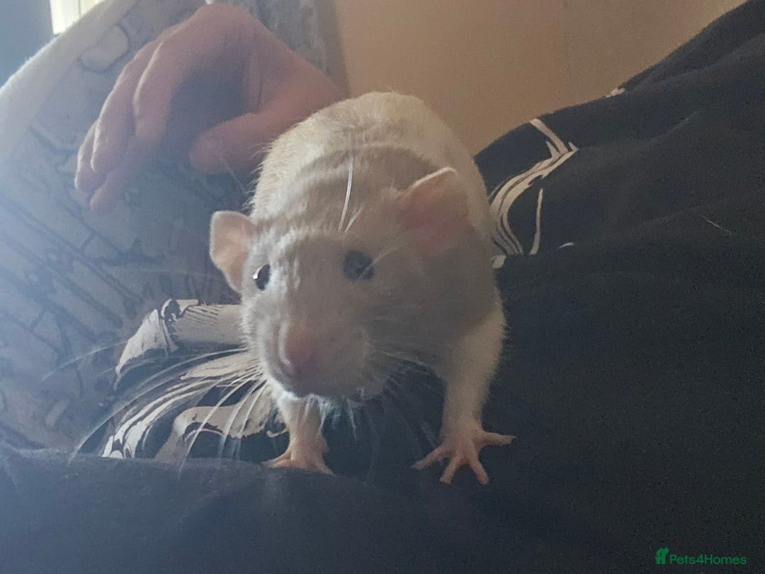 Rat rodents for sale: Rats  - Image 16