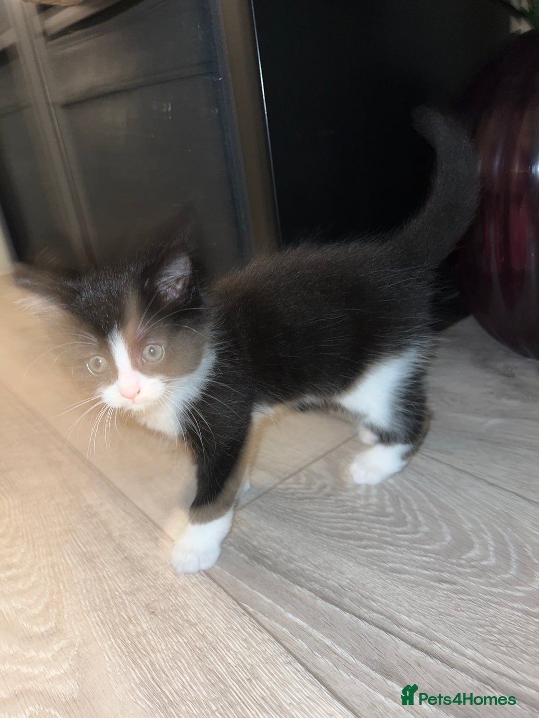 Mixed Breed cats for sale: Cheap Kittens for sale  (Ready to go asap) - Advert 27