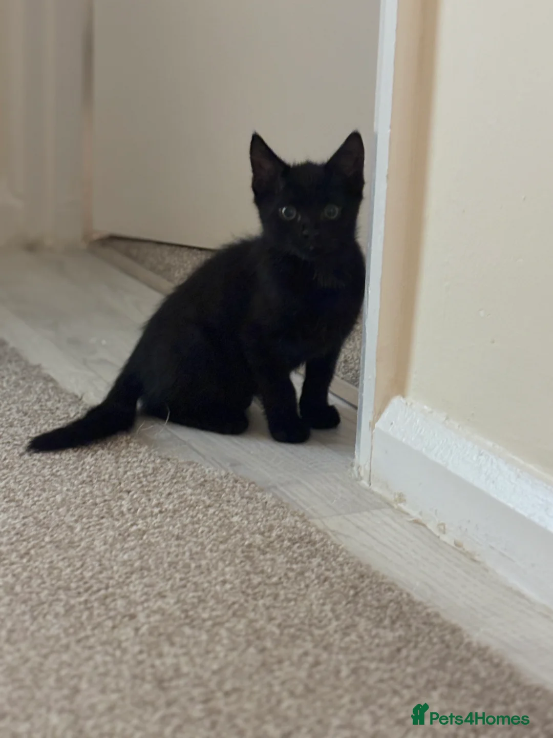 Mixed Breed cats for sale: 4 gorgeous kitties looking for their families 😍 - Advert 2