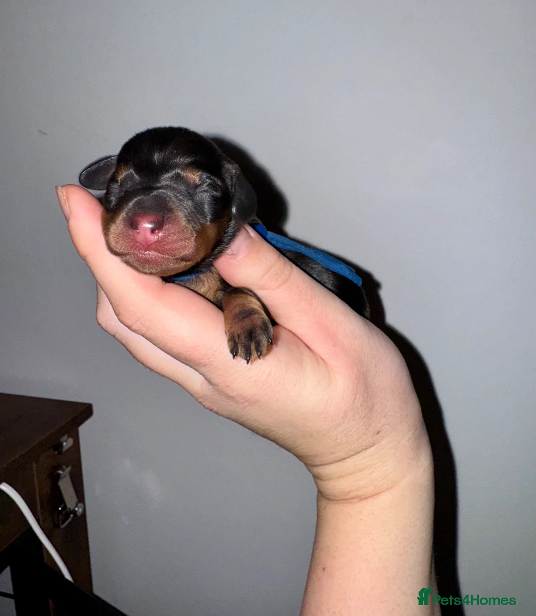 Miniature Dachshund dogs for sale: Last Black and tan miniature girl available  - Advert 9