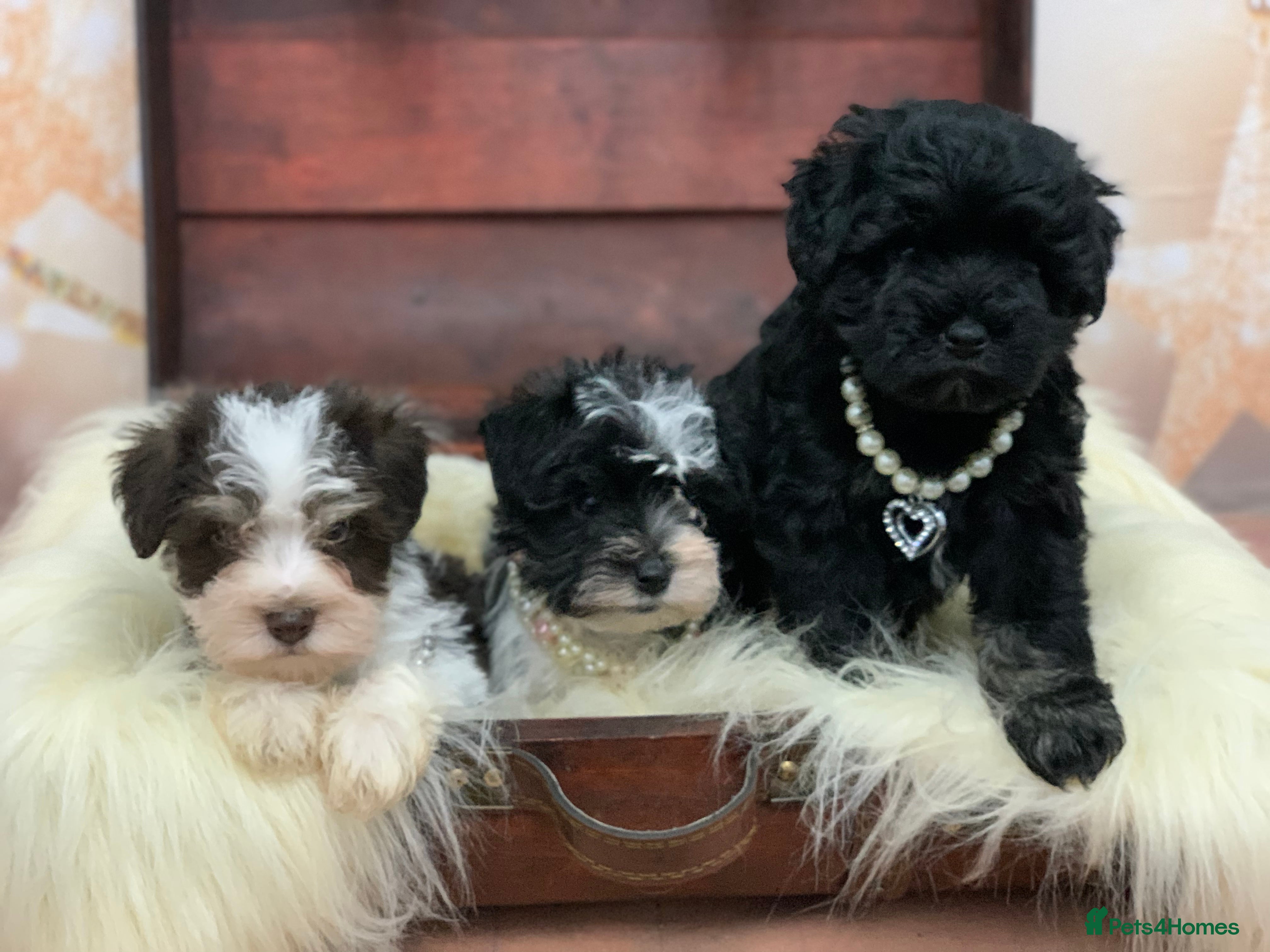 Miniature Schnauzer dogs 5* LICENSED - KC MINI (TOY) SCHNAUZER CHOCOLATE  - Advert 7