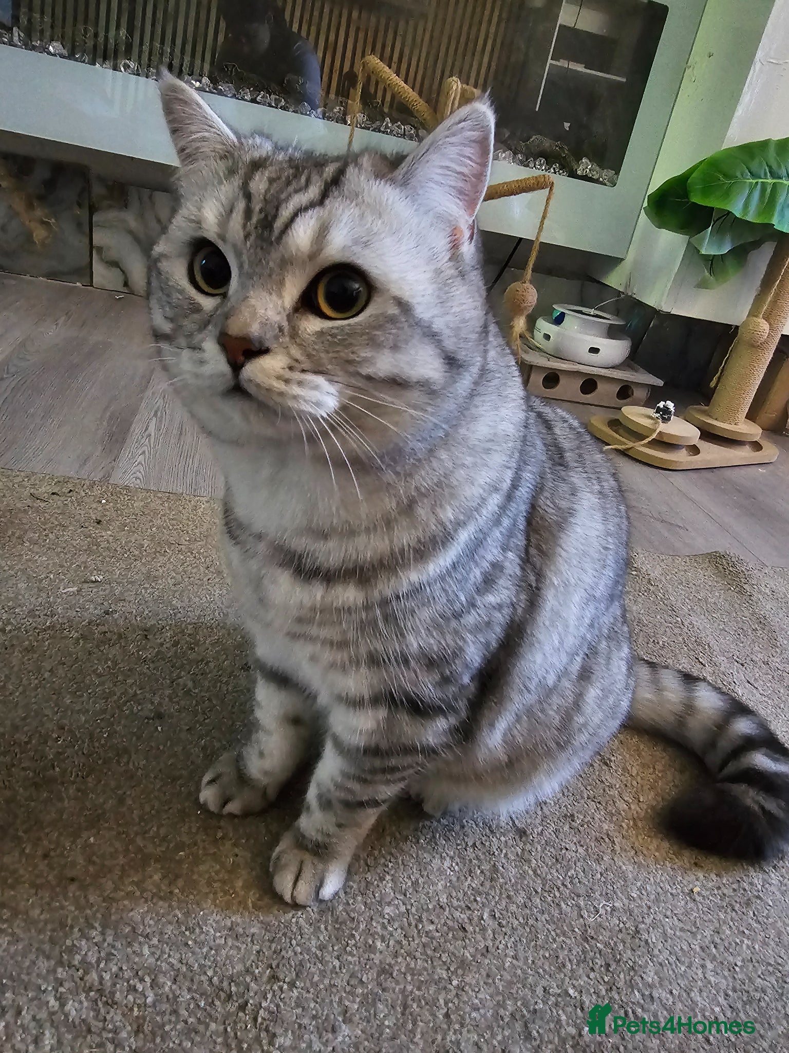 British Shorthair cats Beautiful Pure tabby bsh male "stud only" - Advert 1