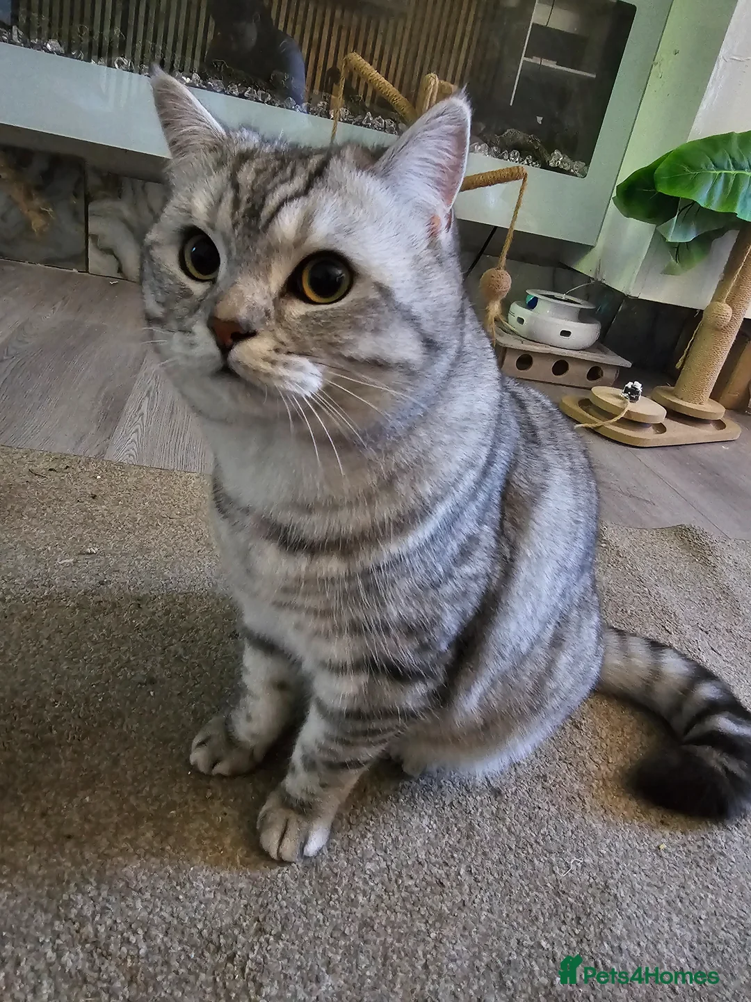 British Shorthair cats for stud: Beautiful Pure tabby bsh male "stud only" - Advert 1