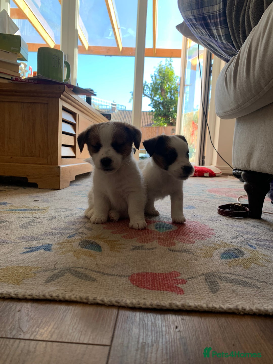 Jack Russell dogs for sale: KC Jack Russell Puppies - One Boy Left! - Image 3