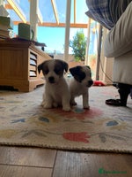 Jack Russell dogs - Advert 2