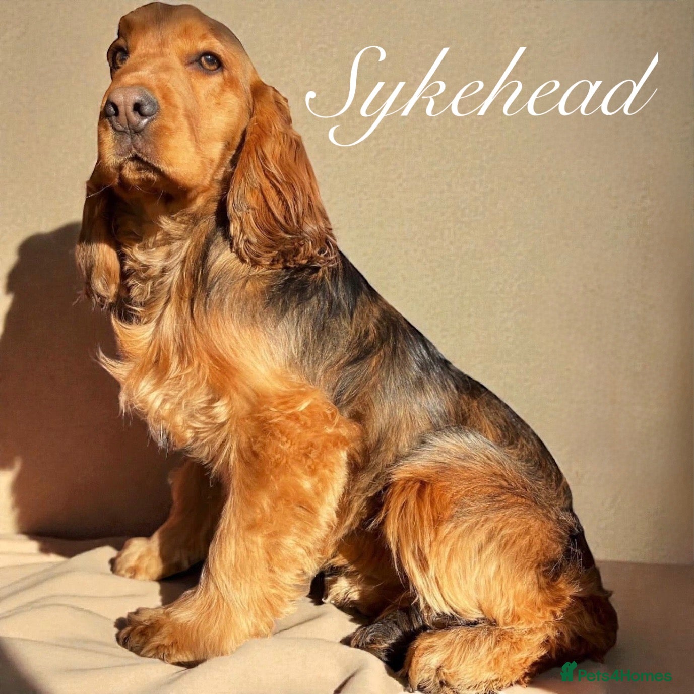 Cocker Spaniel dogs STUNNING SABLE COCKER BOY  - Advert 1