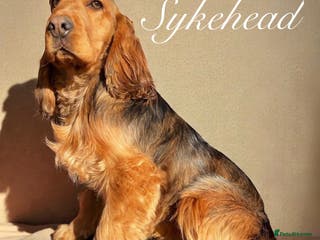 Cocker Spaniel dogs STUNNING SABLE COCKER BOY - Advert 10