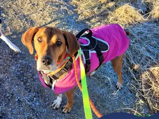 Mixed Breed dogs Meet Bala, currently residing in Lanarkshire - Advert 1